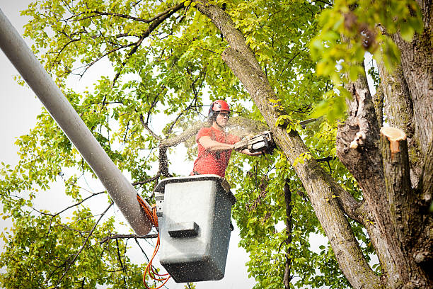 Best Tree Care Services  in USA